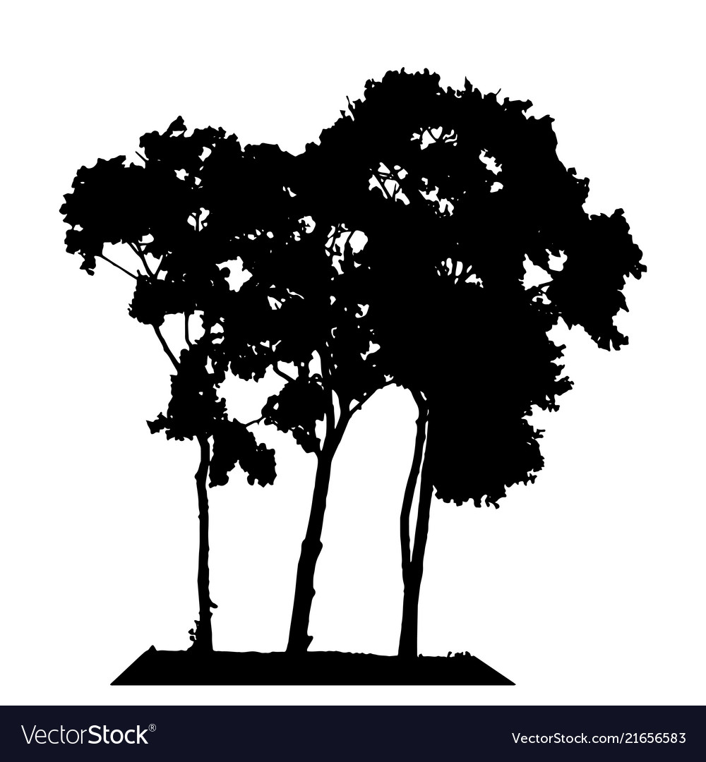 Tree silhouette isolated on white background