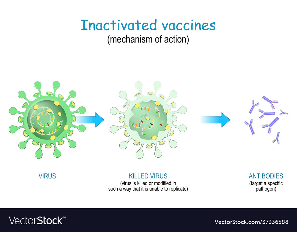 Inactivated vaccines mechanism action Royalty Free Vector