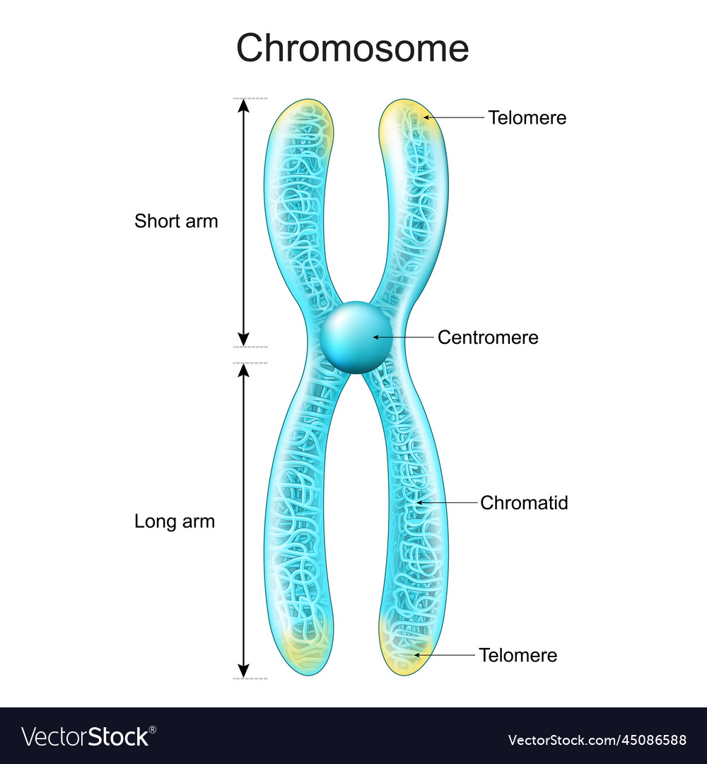 Structure of chromosome chromatid centromere Vector Image