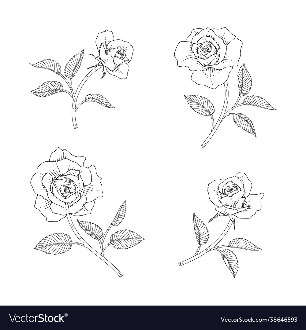 Hand Drawn Rose Floral Royalty Free Vector Image