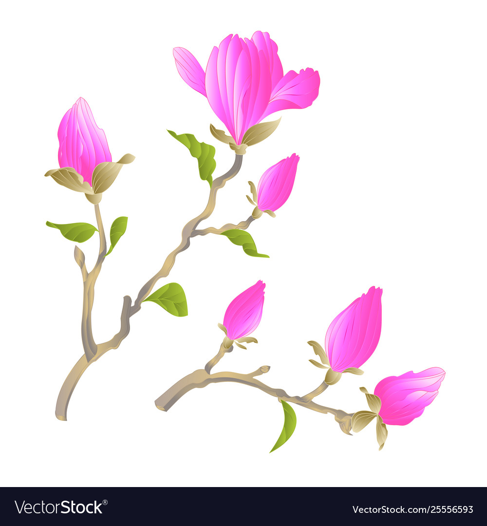 Stem chinese magnolia blooming pink flowers Vector Image