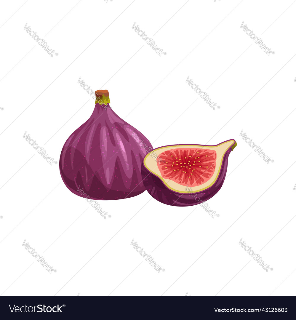 Cartoon fig fruit healthy sweet dessert Royalty Free Vector