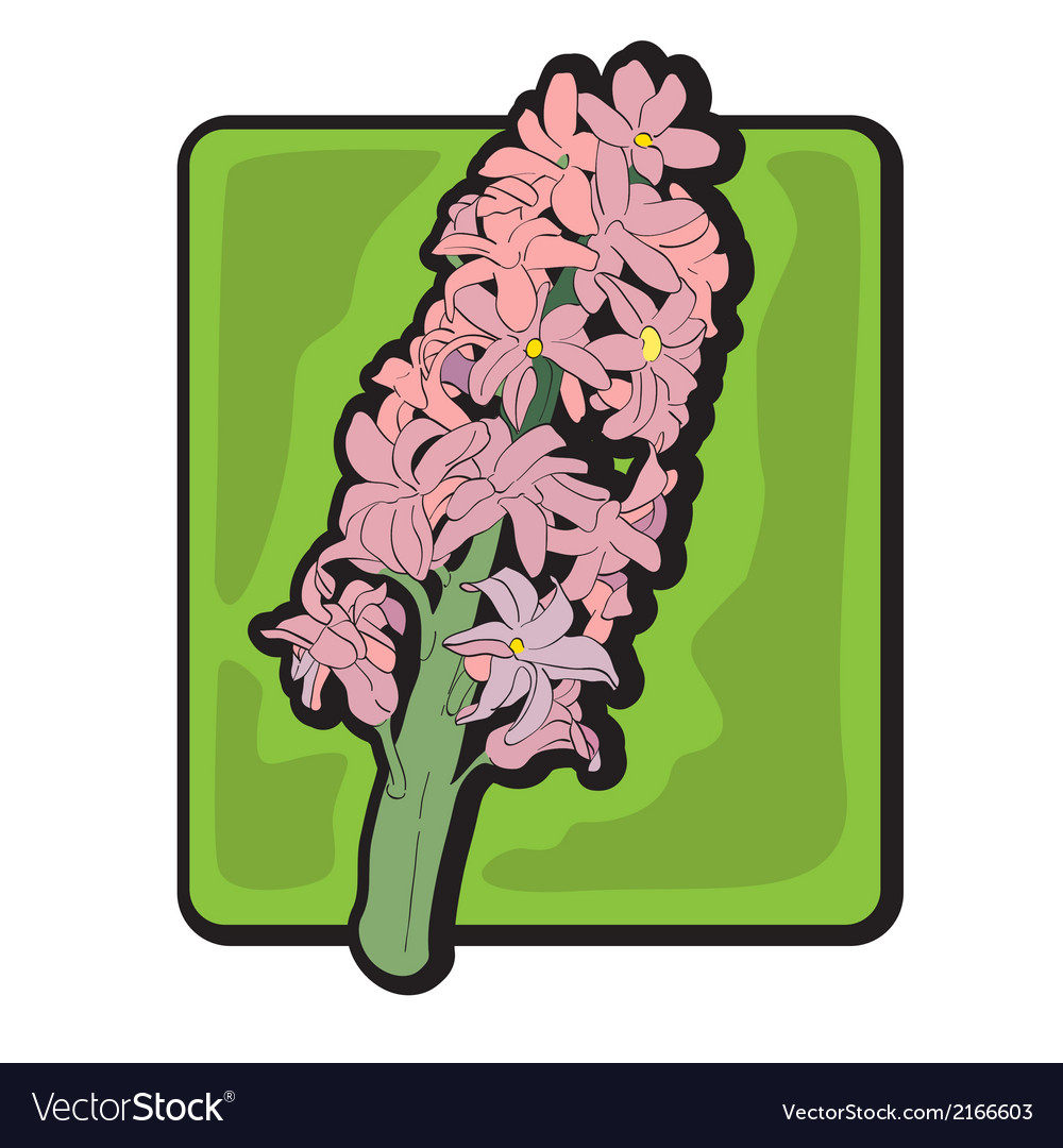 Hyacinth clip art Lizenzfreies Vektorbild - VectorStock