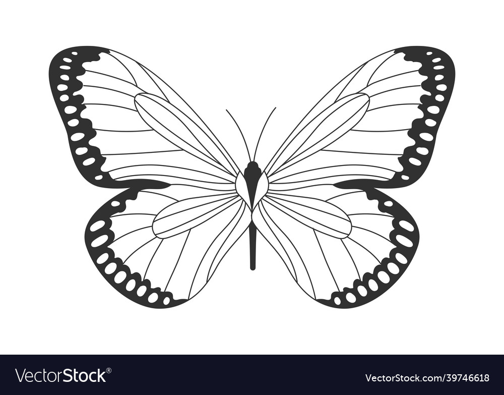 Butterfly with Intricate Wing Pattern