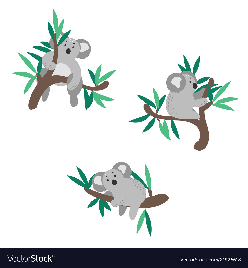 Cute koala bear climbing on eucalyptus tree Vector Image