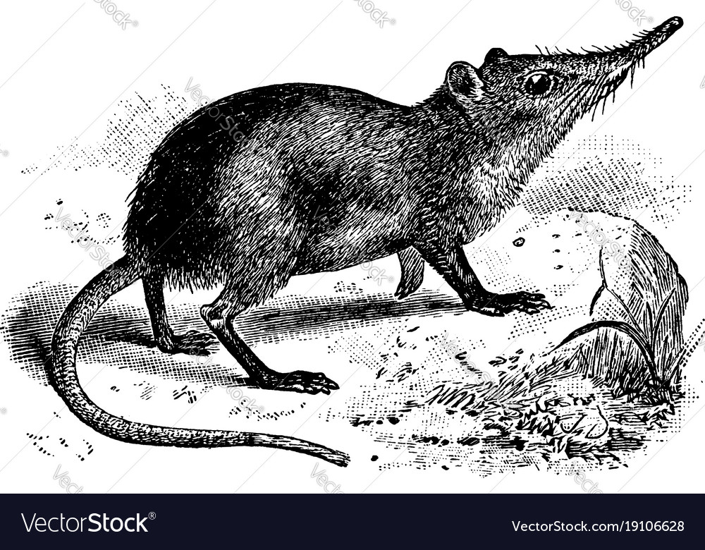 Elephant shrew vintage Royalty Free Vector Image