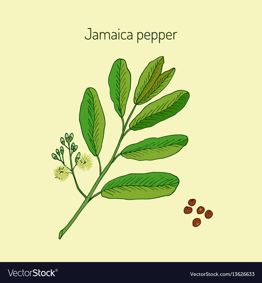 Allspice or jamaica pepper