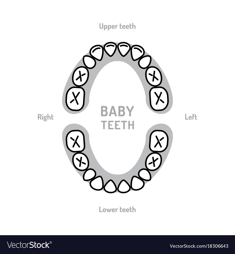 When Do Baby Teeth Come In Chart