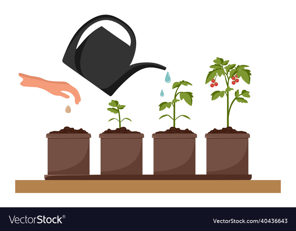 Stages of tomato growth cultivation garden Vector Image