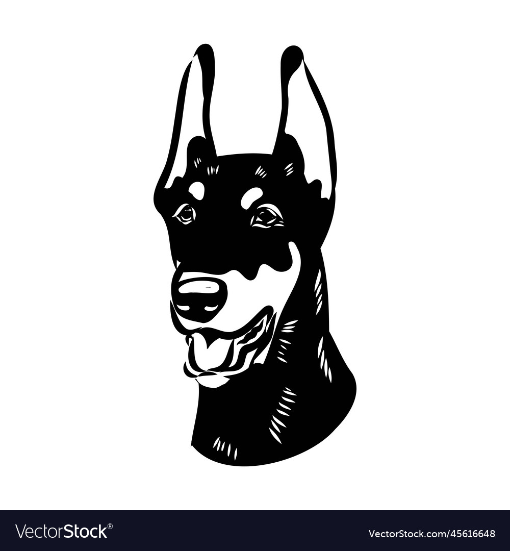 Doberman dog black and white portrait the head