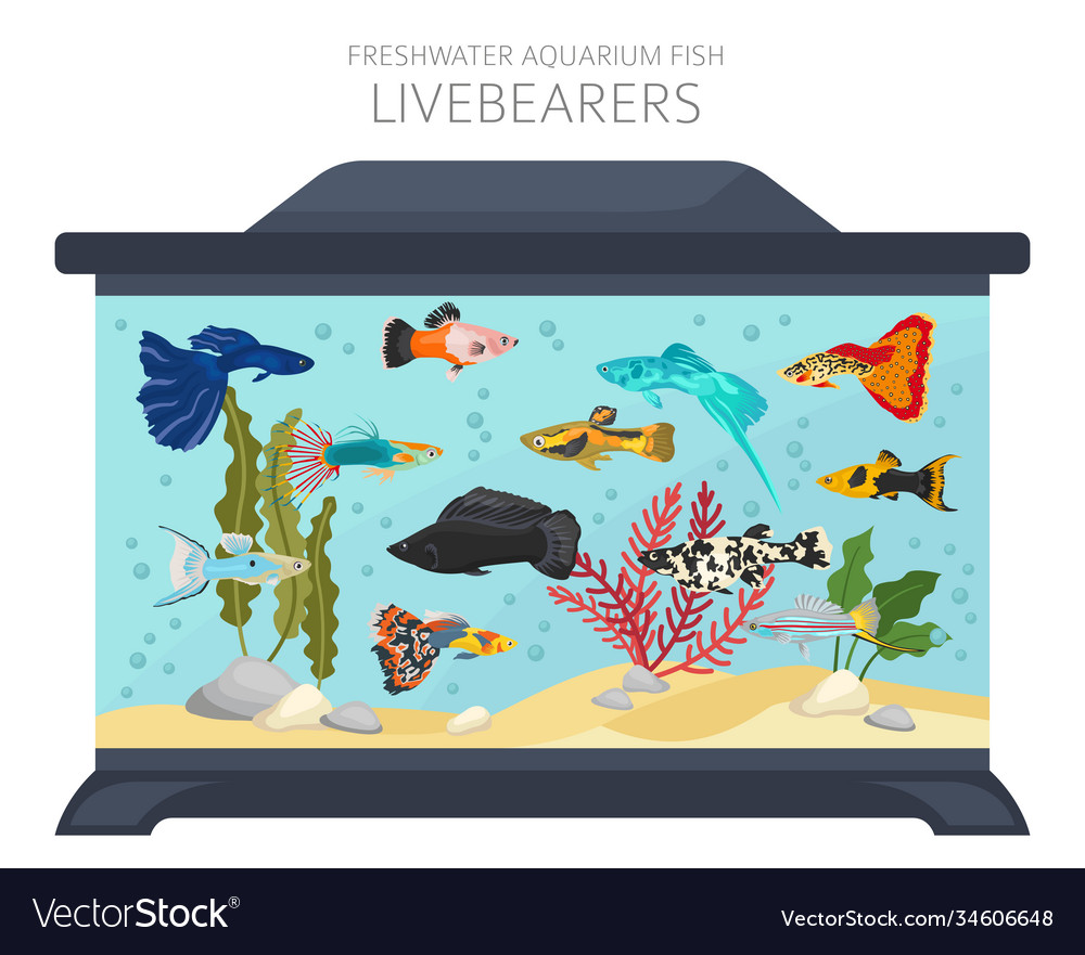 Livebearers fish freshwater aquarium icon Vector Image