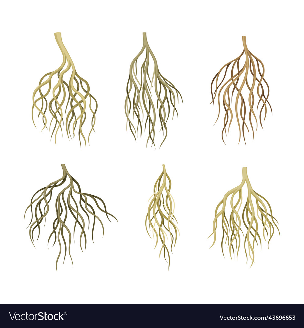 Branching root as tree part below the surface vector image Branching root as tree part below the surface