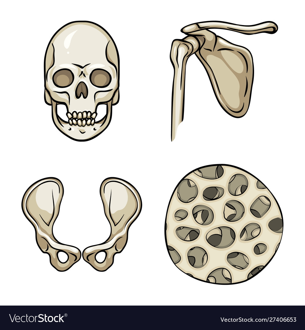 Design bone and skeleton icon set vector image Design bone and skeleton icon set