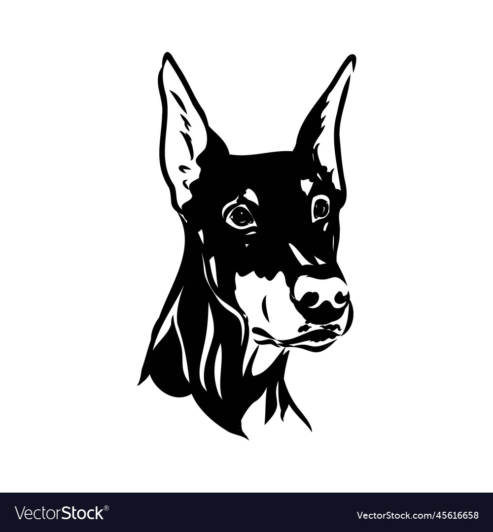 Doberman dog black and white portrait the head Vector Image