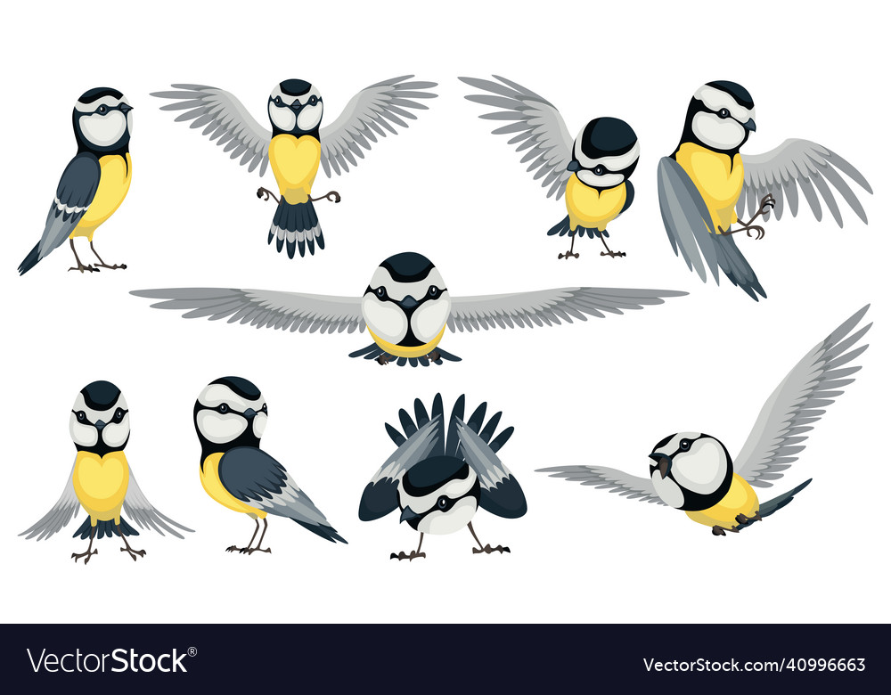 Tit bird set in different position titmouse vector image Tit bird set in different position titmouse