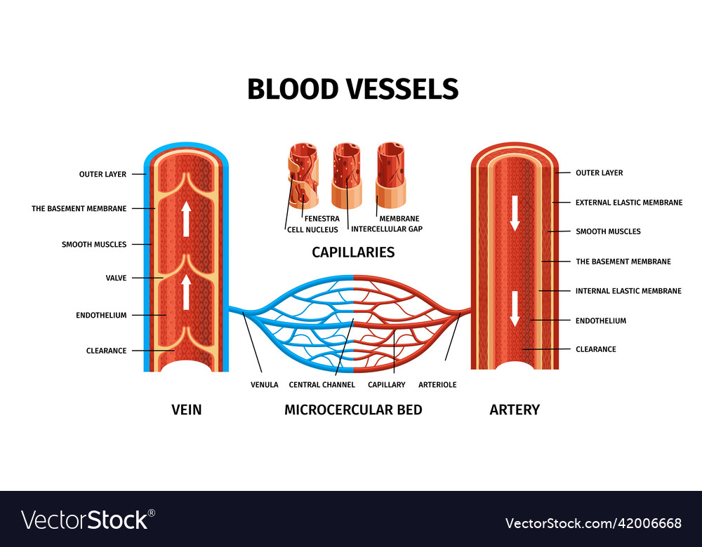 Realistic blood vessels arteries veins infographic