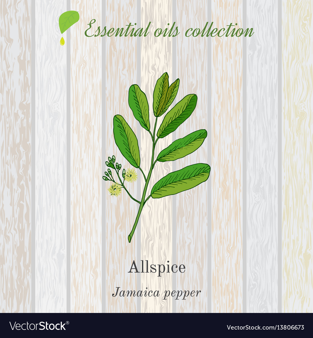 Jamaica pepper essential oil label aromatic Vector Image