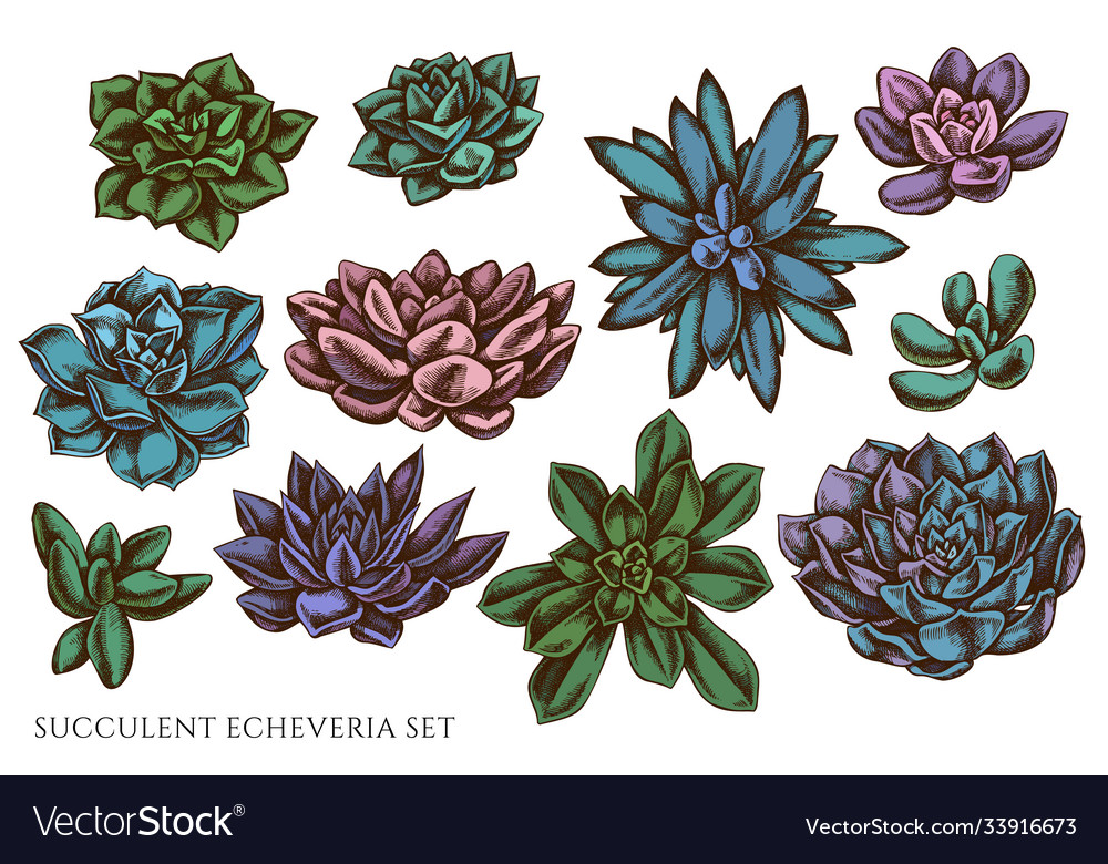 Set hand drawn colored succulent