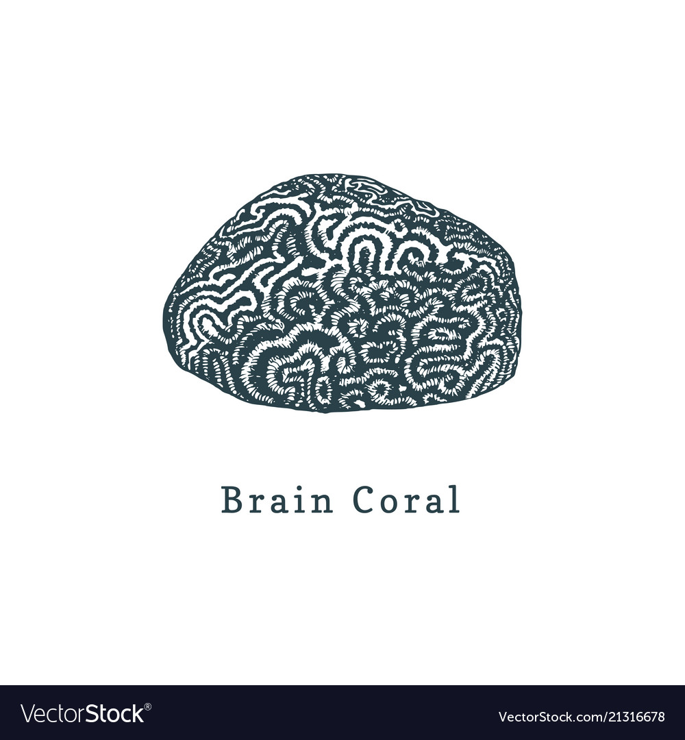 Brain coral drawing sea Royalty Free Vector Image