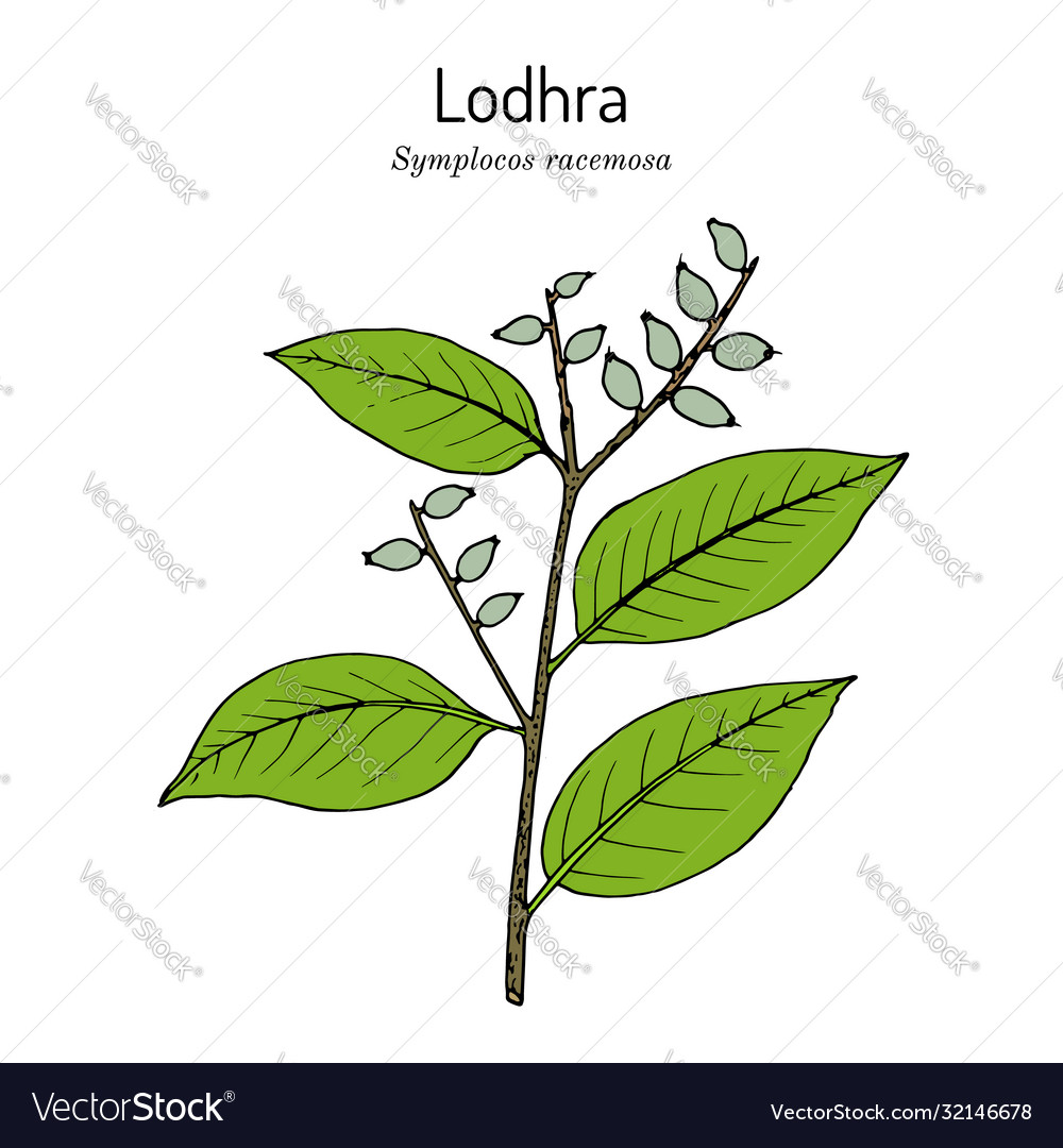 Lodhra symplocos racemosa medicinal plant Vector Image