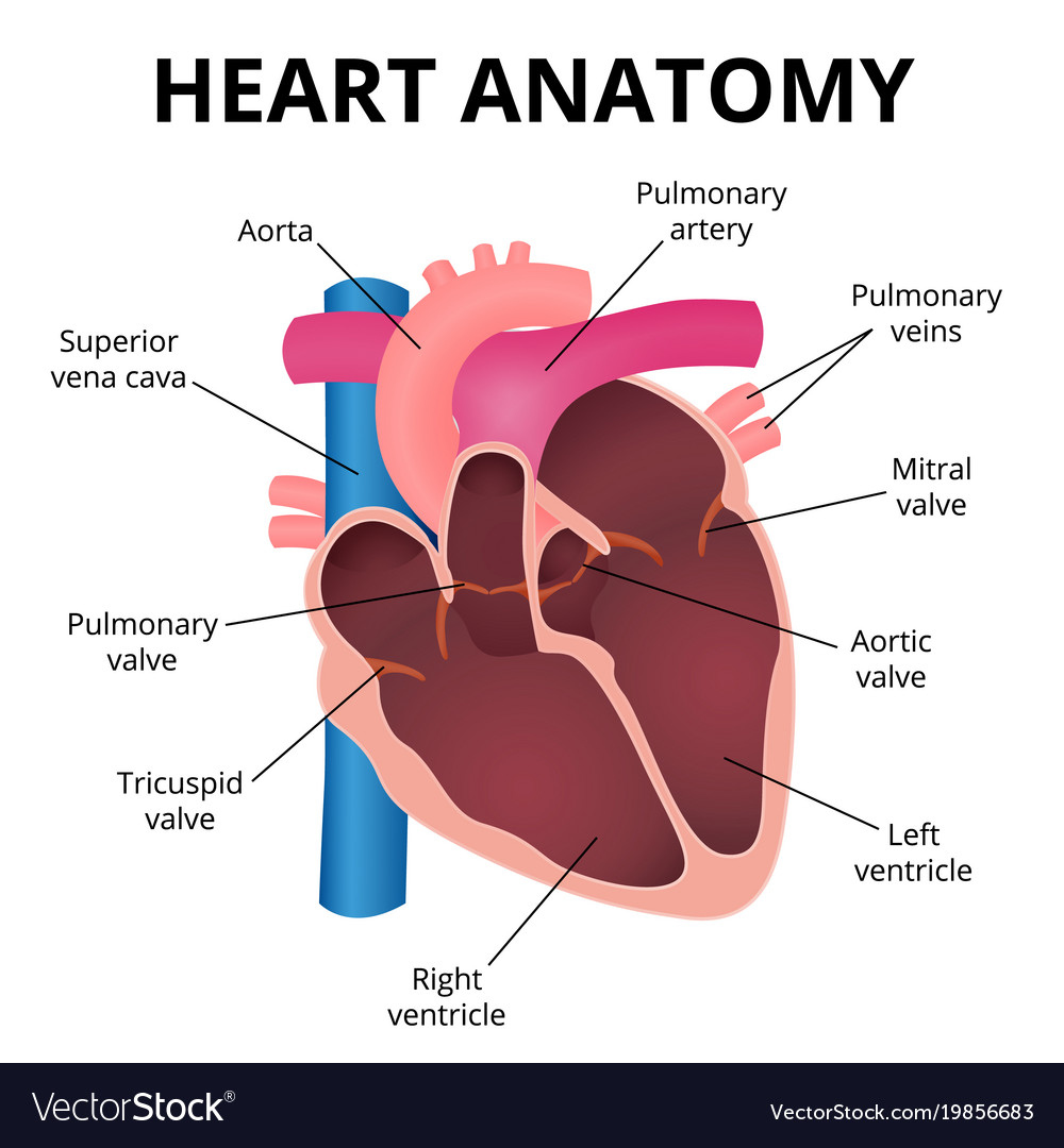 human heart labeled