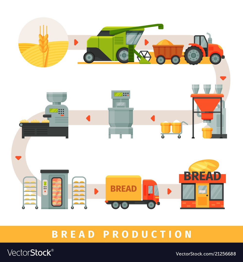 Stages of production bread growing cereals Vector Image