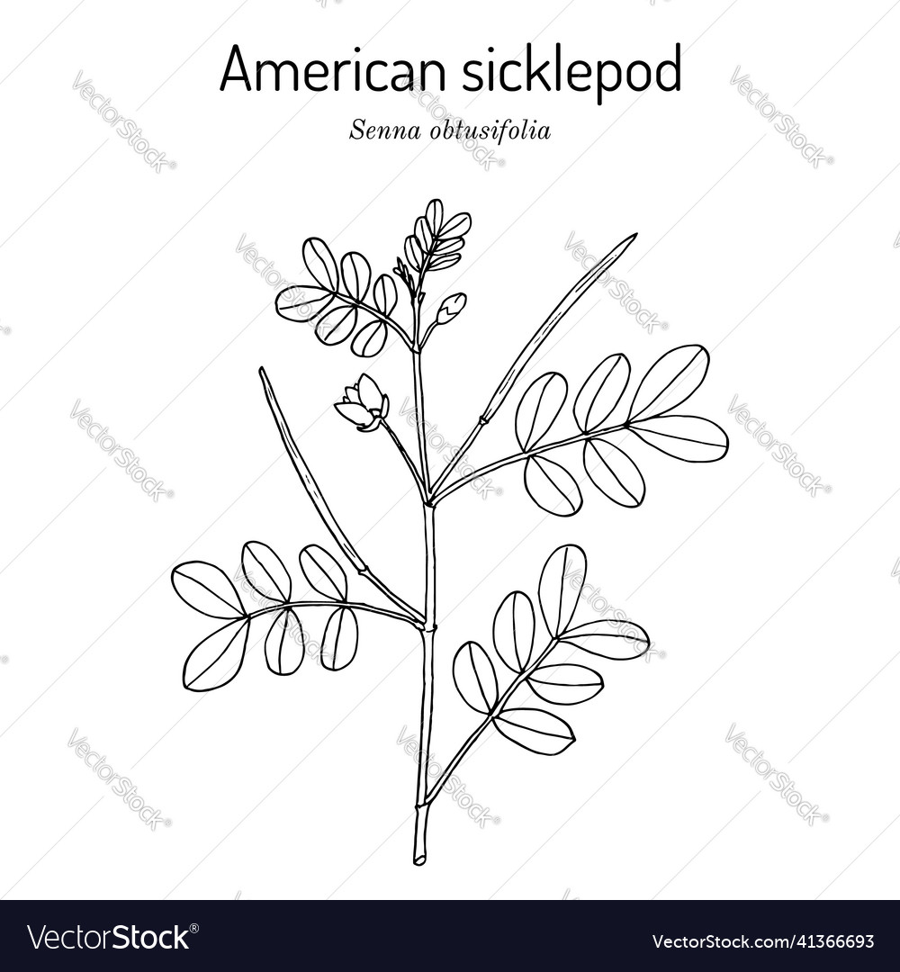 Chinese senna or american sicklepod