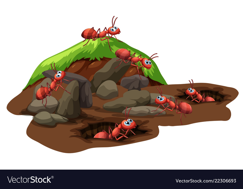 Group of ants living underground Royalty Free Vector Image