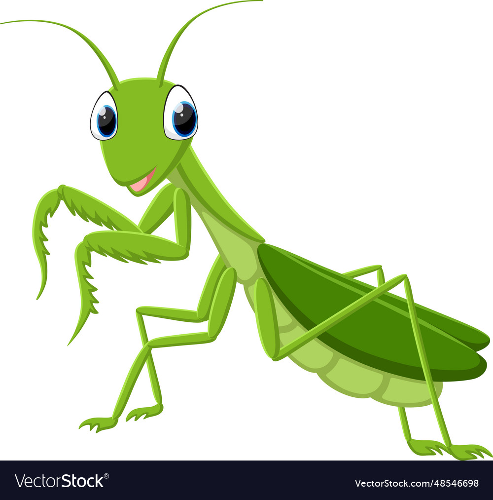 Cartoon green mantis isolated on white Royalty Free Vector