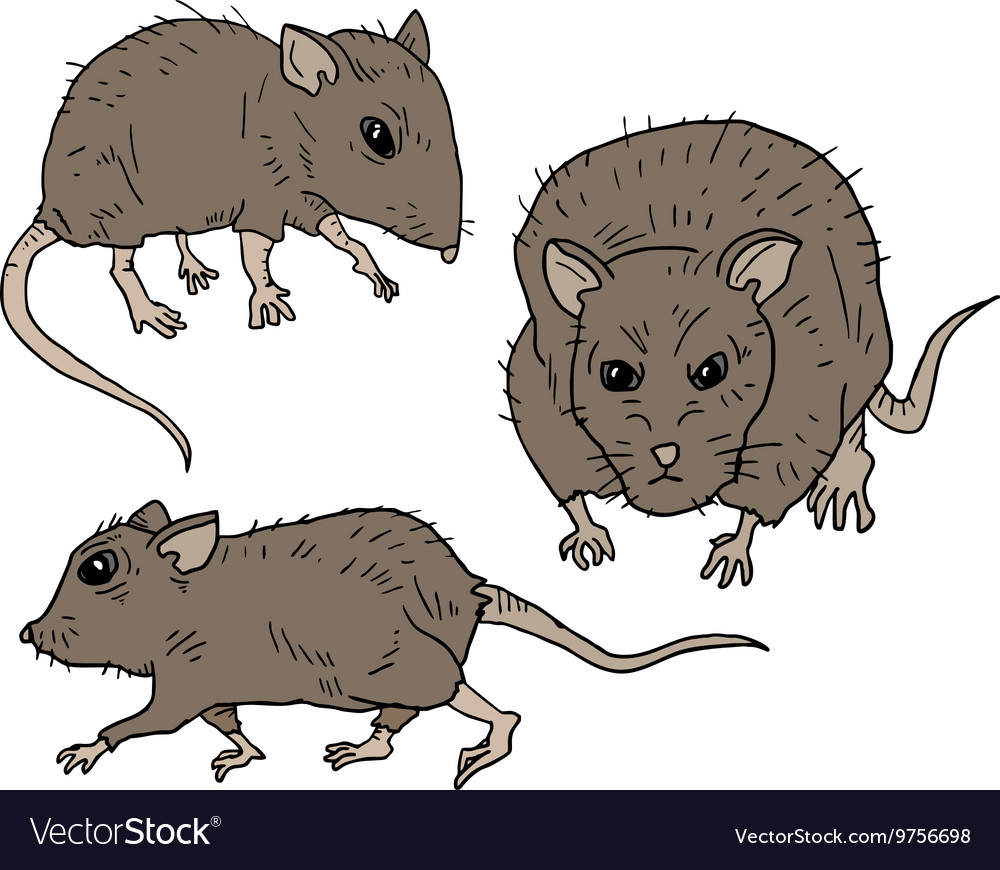 Three rats