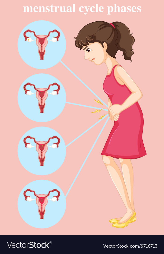 Woman having menstrual and diagram different Vector Image