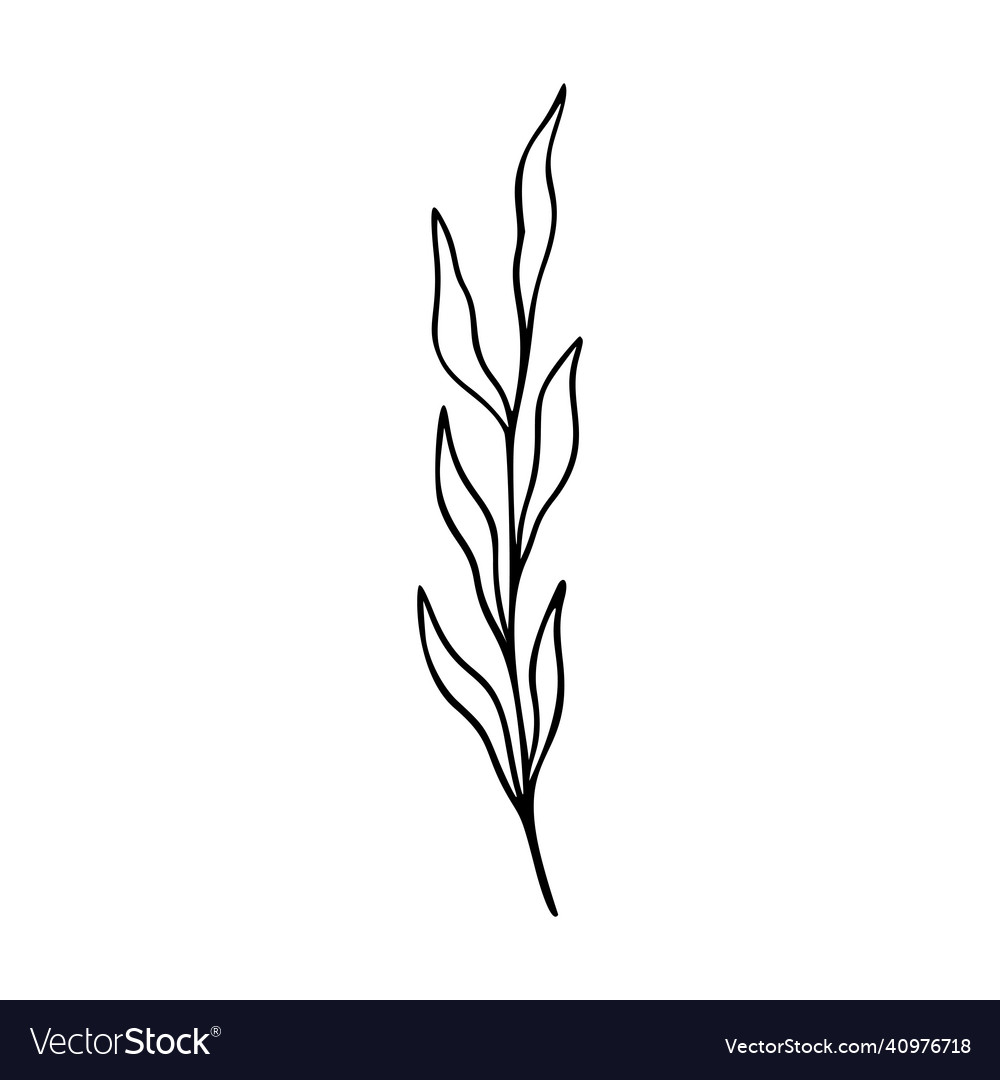 Olive branch outline hand drawn element herbs