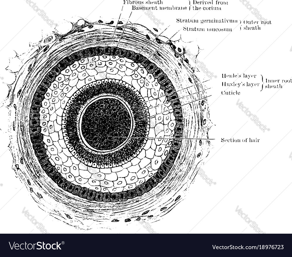 Transverse section of hair follicle vintage