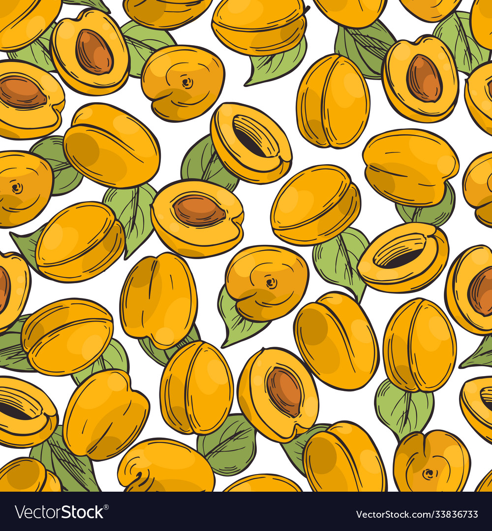 Apricots pattern Vector Image Apricots pattern
