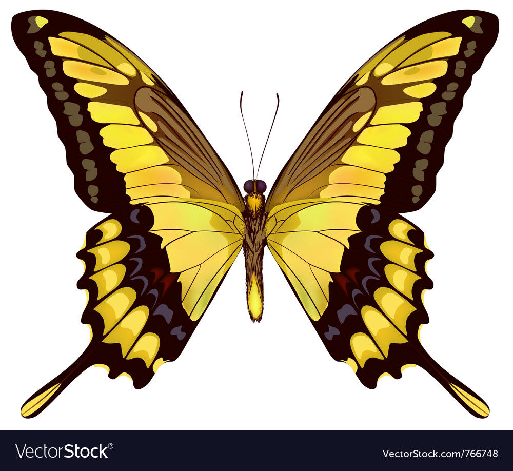 Isolated yellow butterfly Royalty Free Vector Image