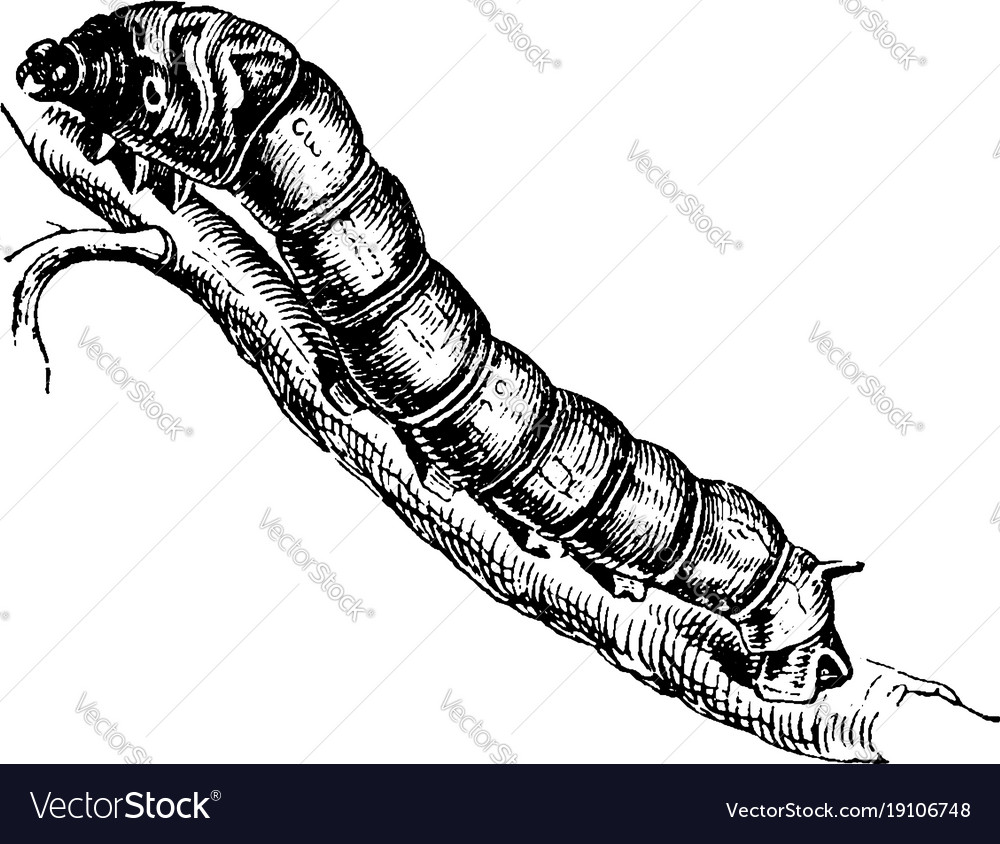 Silkworm vintage Royalty Free Vector Image - VectorStock