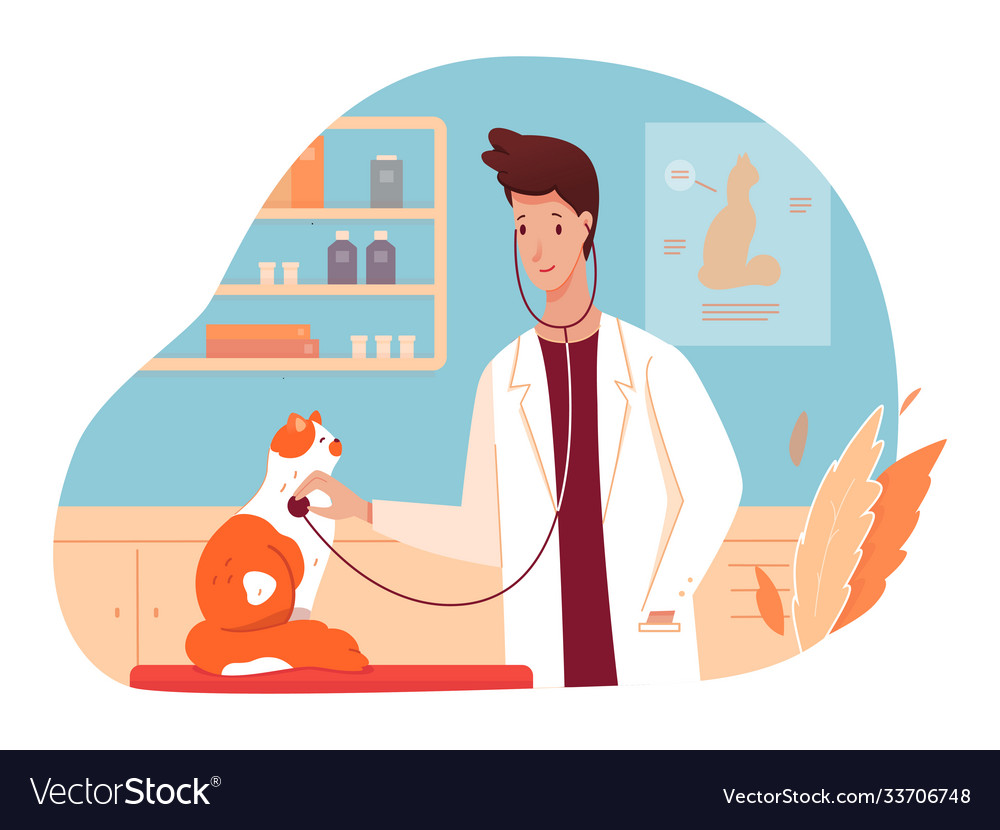 Veterinarian doctor exam cat at vet clinic room Vector Image