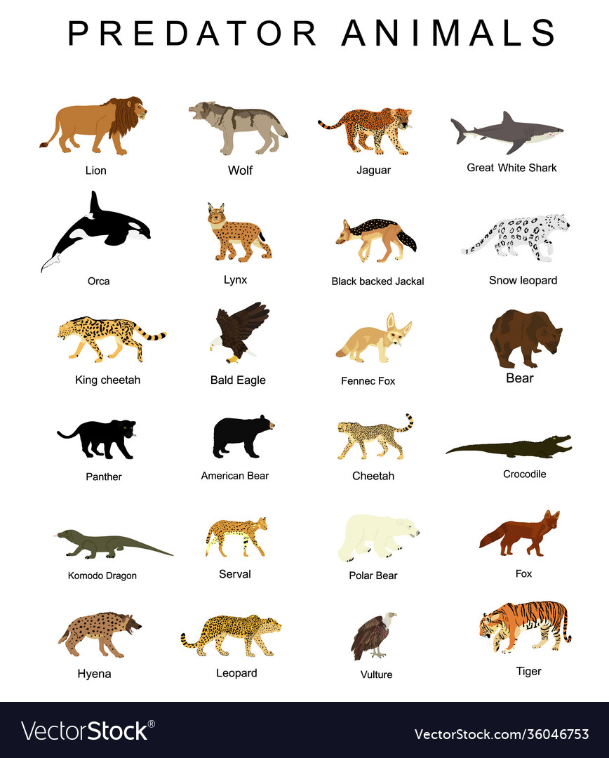 Predator Animals Set Isolated Royalty Free Vector Image