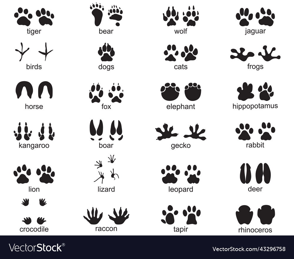 Footprints of wild animals Royalty Free Vector Image