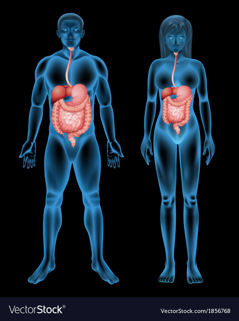 Digestive system