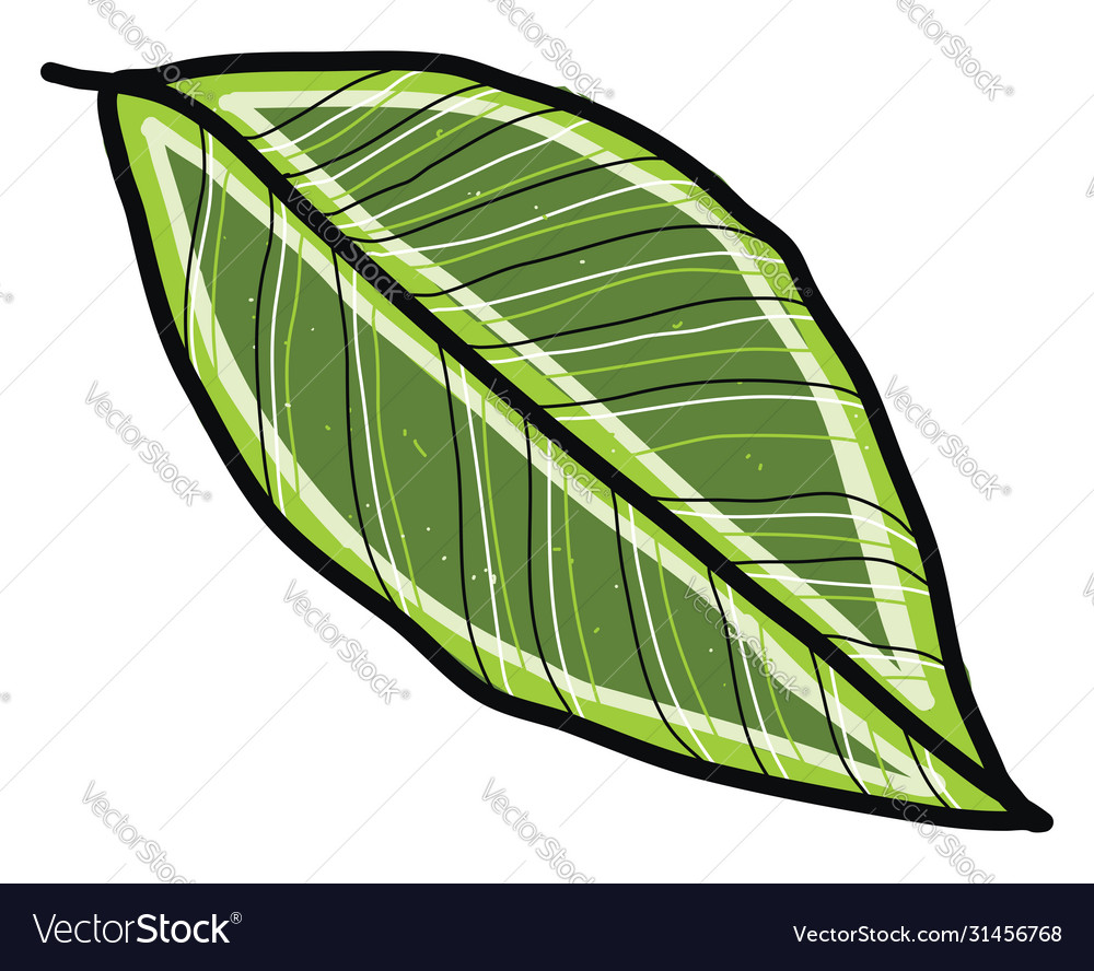 Long green leaf on white background