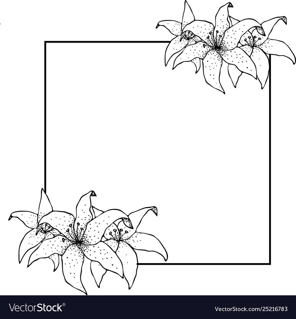 Lily frame flowers drawing and sketch with line Vector Image