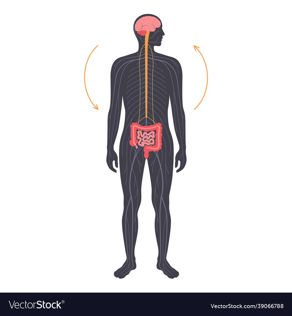Gut-Brain Axis Connection