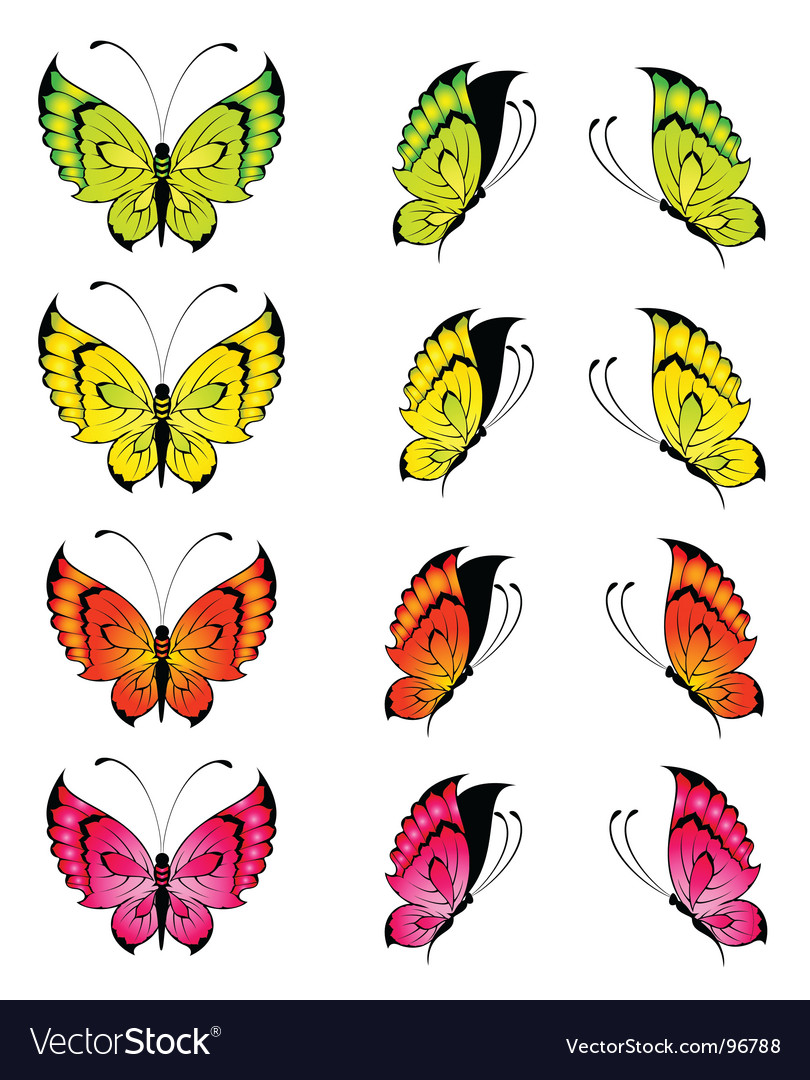 Vibrant Butterfly