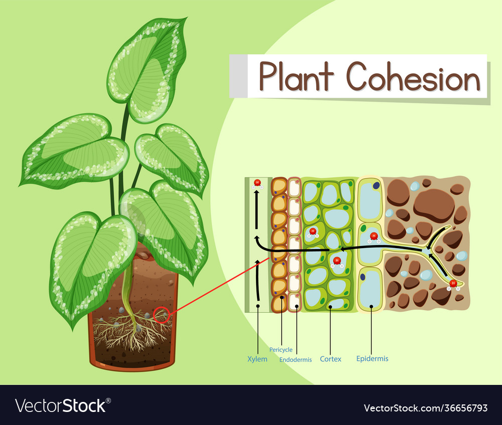 Diagram showing plant cohesion Royalty Free Vector Image