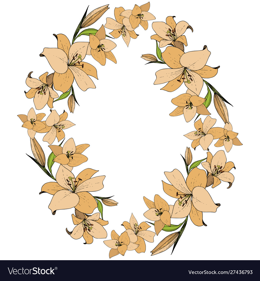 Lily floral botanical flower wild spring vector image Lily floral botanical flower wild spring