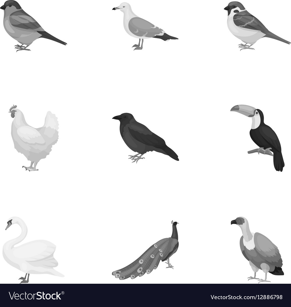 Bird set icons in monochrome style big collection