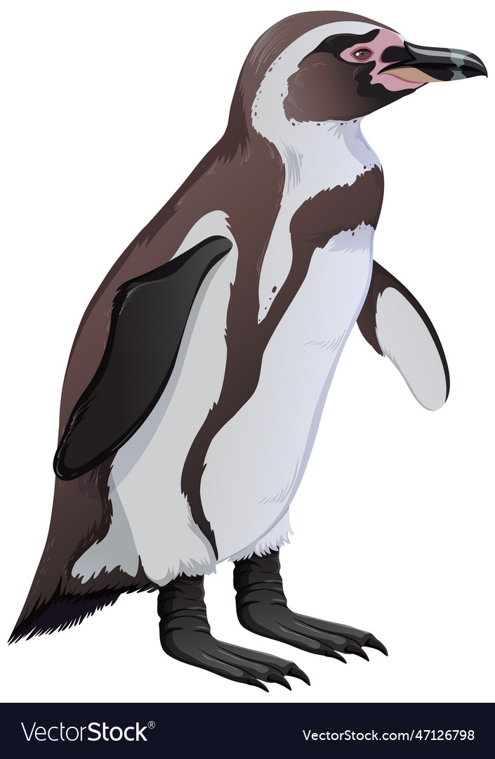 Humboldt penguin on white background