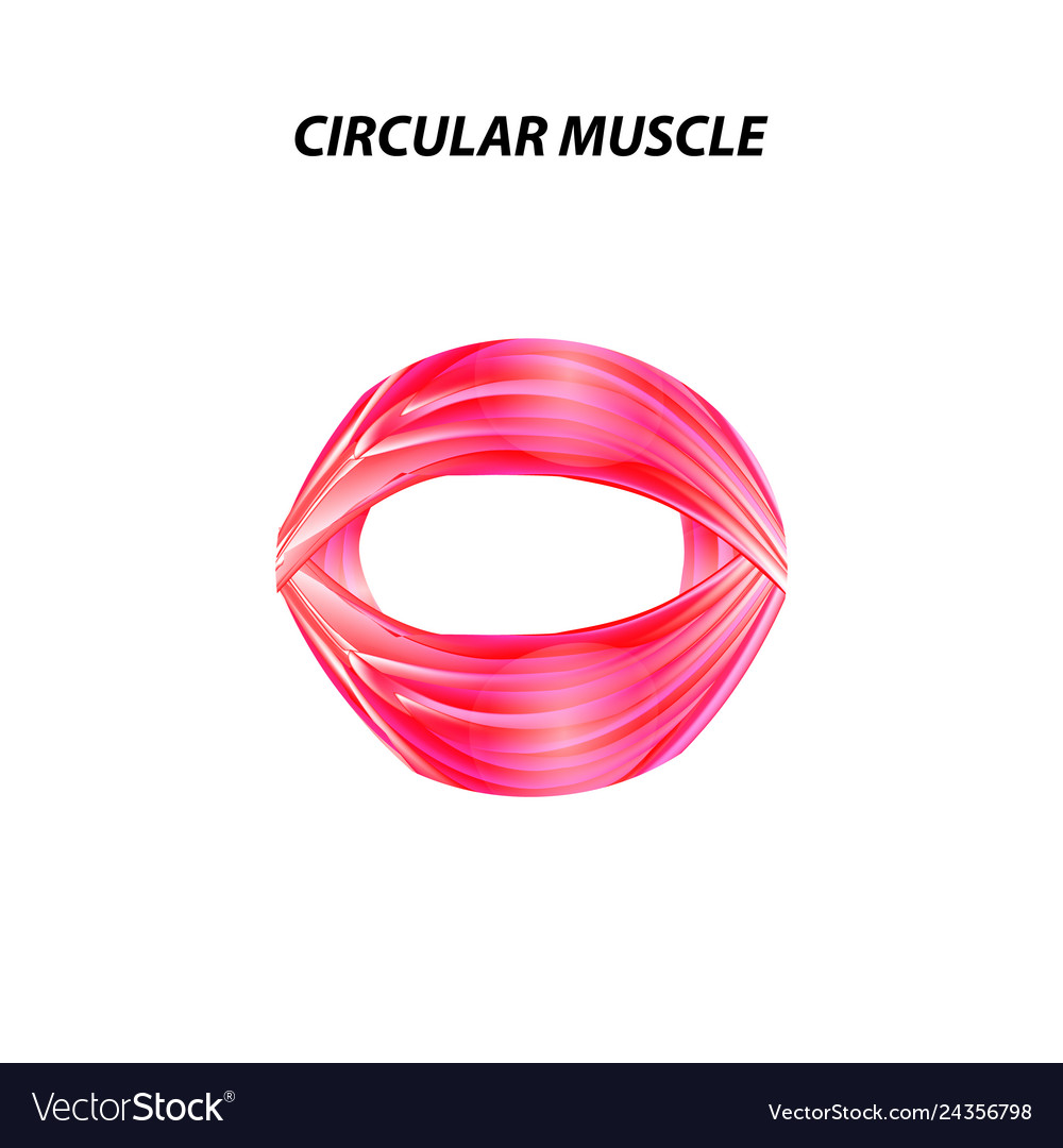 Structure of skeletal muscle circular Vector Image Structure of skeletal muscle circular