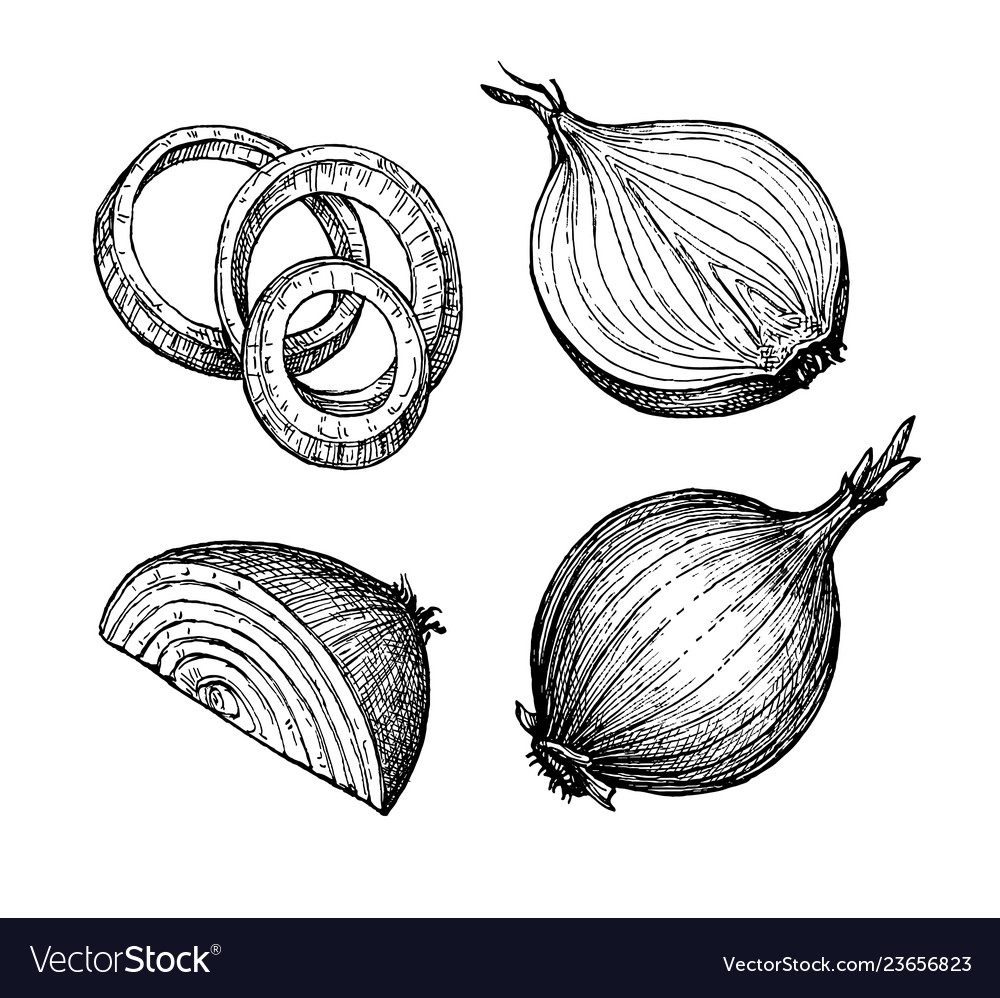Ink sketch onion Royalty Free Vector Image VectorStock